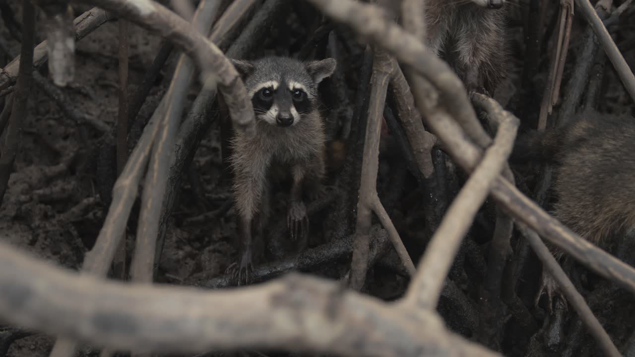 Close-up of raccoons navigating through muddy roots in Costa Rica’s coastal mangrove forest