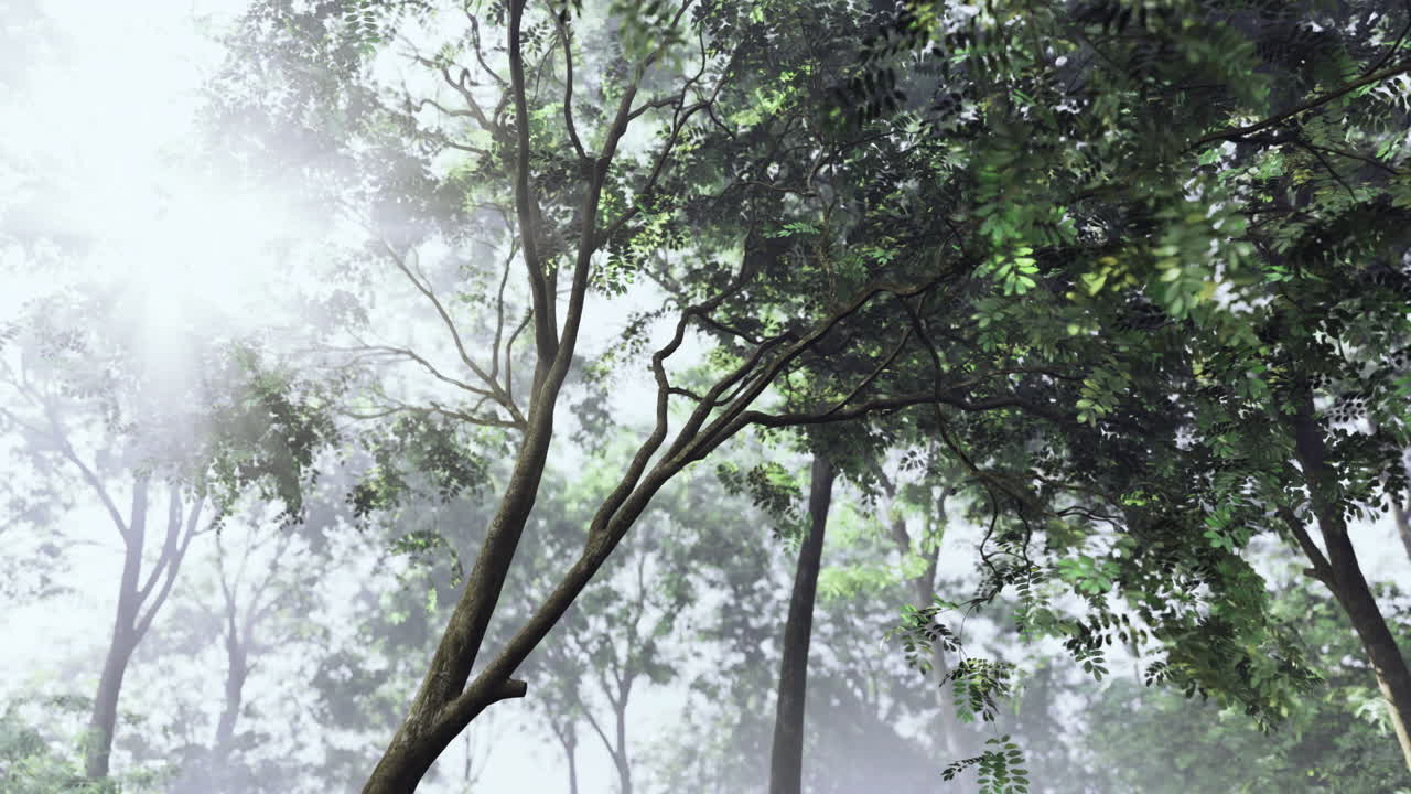 Bright sunlight filters through a lush forest canopy in early morning hours