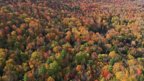 aerial view of dense forest in colorful autumn tree foliage display on sunny day in countryside of new england usa, drone shot