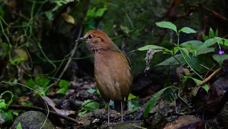 la pitta de nuca oxidada es un ave confiada que se encuentra en hábitats de bosques montañosos de gran altura, hay muchos lugares en tailandia para encontrar esta ave