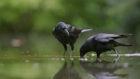 slo-mo close-up of two carrion crows moving around in shallow water