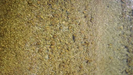 trout floating in shallow river in sunshine