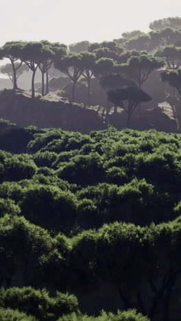 a lush green forest emerges