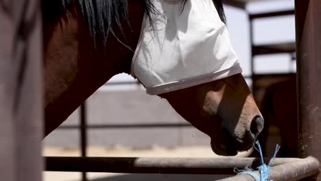 caballo con mosquitera gira la cabeza