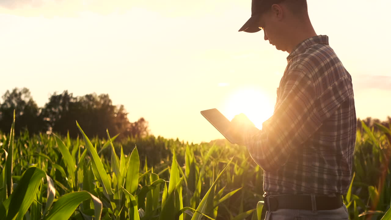 un agricultor moderno con una tableta en las manos inspecciona los brotes de maíz para analizar la cosecha futura y la calidad del producto. gestión agrícola a través de internet