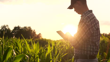 Lens-Flare:-Ein-Moderner-Landwirt-Mit-Einem-Tablet-In-Der-Hand-Inspiziert-Maissprossen,-Um-Die-Zukünftige-Ernte-Und-Produktqualität-Zu-Analysieren.-Farmmanagement-über-Das-Internet