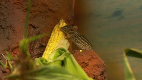 Zebra-striped-mouse-closeup-eating-corn