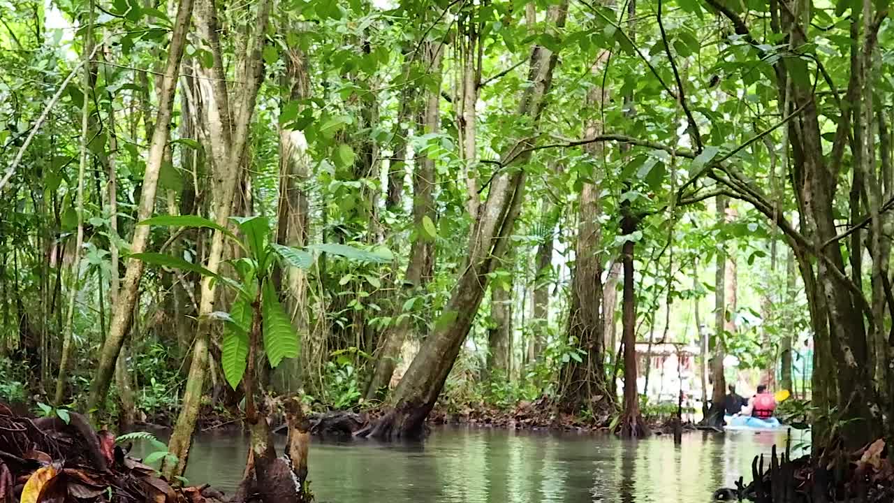 Navigate through lush mangrove forests with towering trees and intricate root systems along calm waterways.