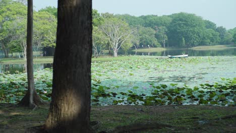 Hermoso-Paisaje-De-Recolector-De-Loto-Con-Un-Pequeño-Bote-Recogiendo-Vainas-De-Loto-En-Un-Estanque-De-Loto