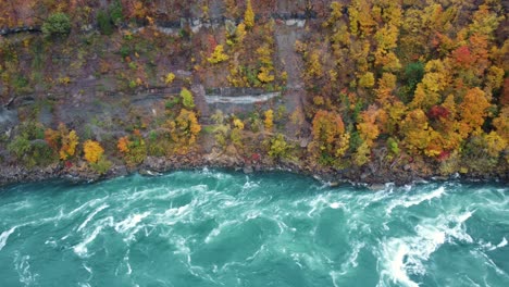 Wild-turquoise-river-flows-next-to-autumn-forest,directly-above-aerial