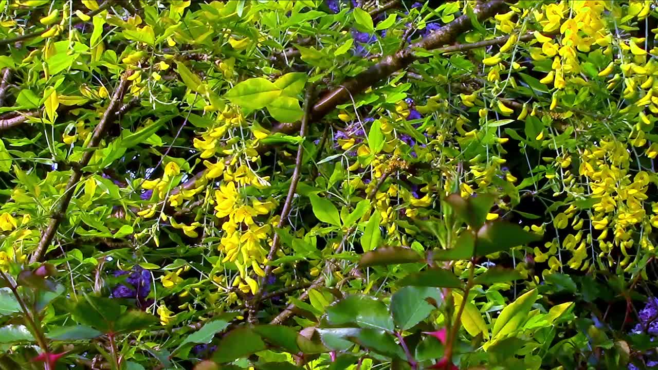 Yellow Laburnum flowers swaying in the breeze