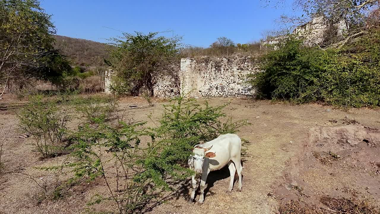 Overgrown fields, a white cow grazing near a stone wall in Hacienda ixtoluca, Morelos Mexico