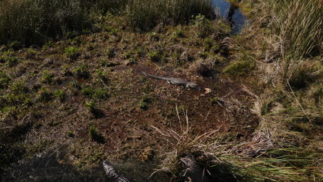 Luftaufnahme-Eines-Großen-Alligators,-Der-Seine-Beute-In-Einem-Sumpfgebiet-Frisst