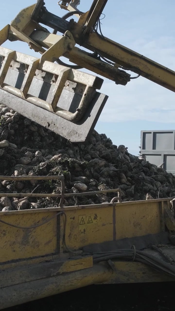 Macchinari agricoli che caricano barbabietole da zucchero in un rimorchio