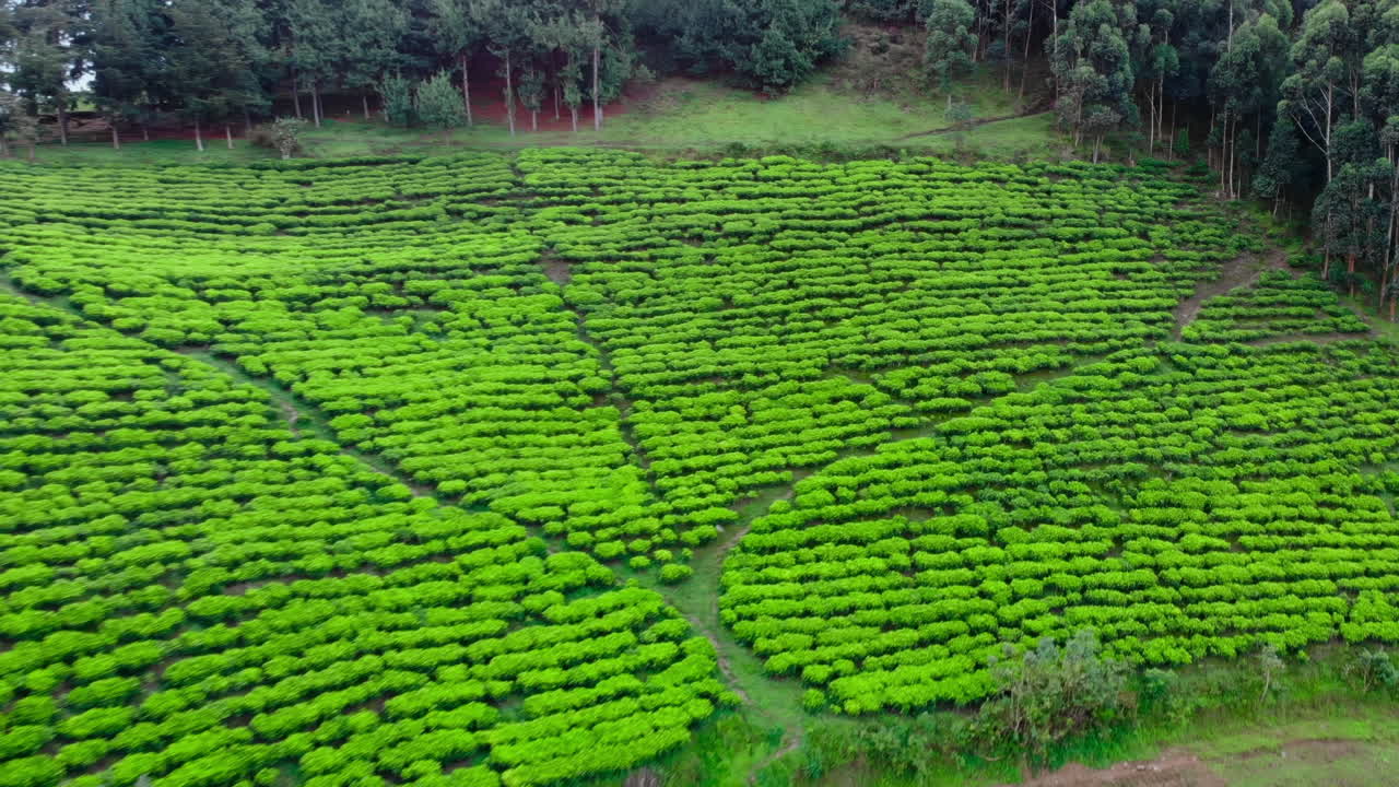 Aerial View of Lush Green Tea Plantation on a Hillside