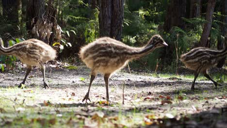 emu pollitos un primerísimo plano