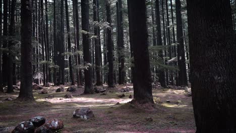 a continuous side walking shot of evergreen trees in a forest