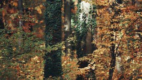 ivy vines climbing thick tree trunks in the autumn forest