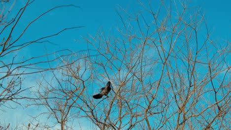 a crow, high on a tree full of naked branches, breaking off a small one for its nest