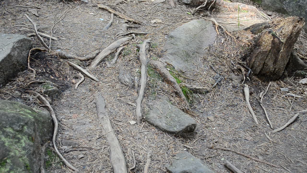 Roots and stones of trees. Summer landscape
