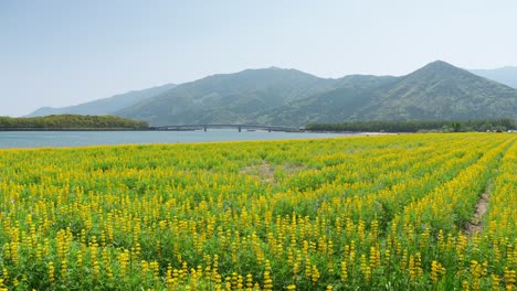 lupine fields