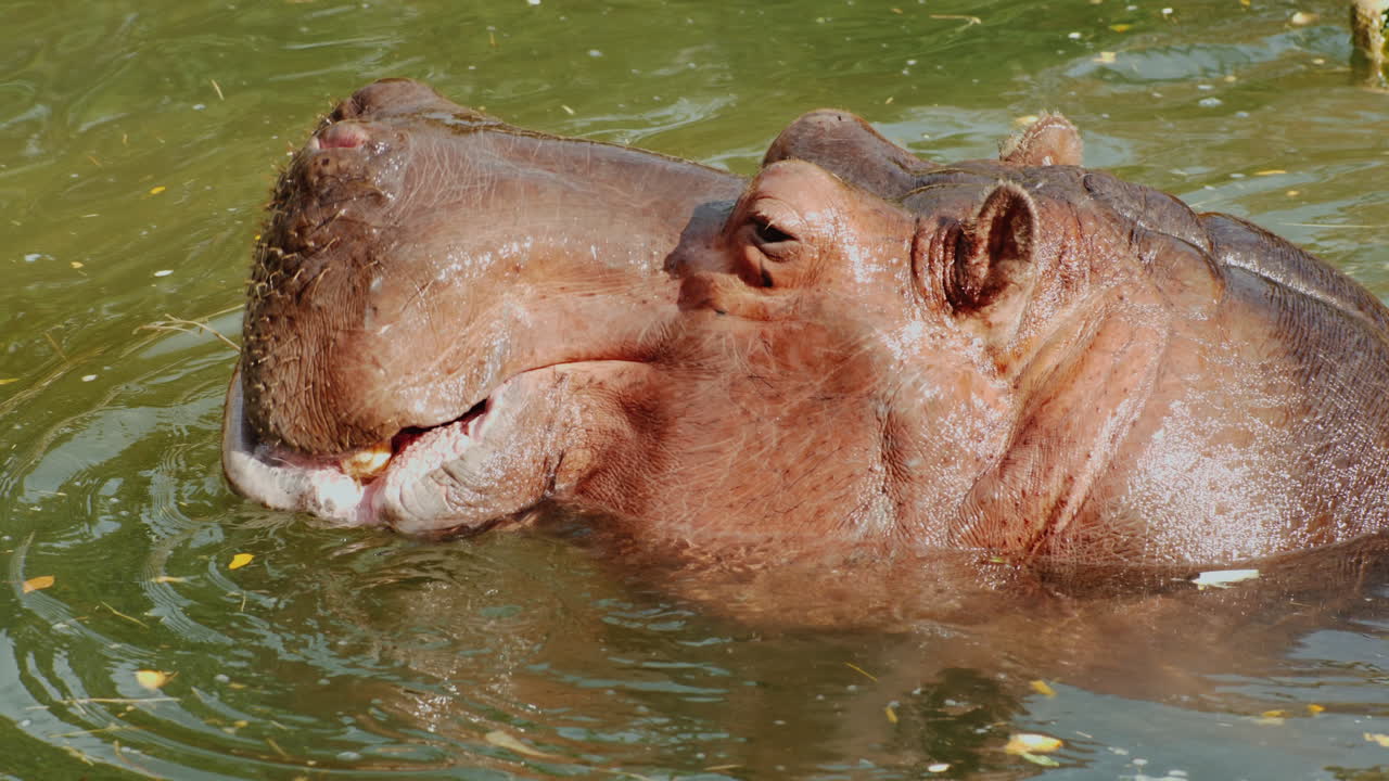 Hipopótamo comiendo