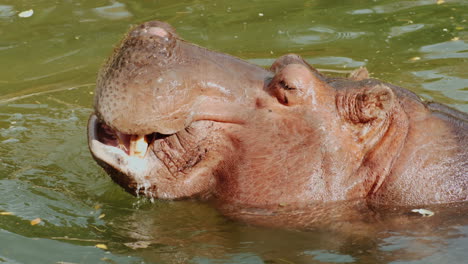 hipopótamo comiendo