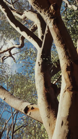 un primer plano de un tronco de árbol alto con ramas que se extienden hacia el cielo