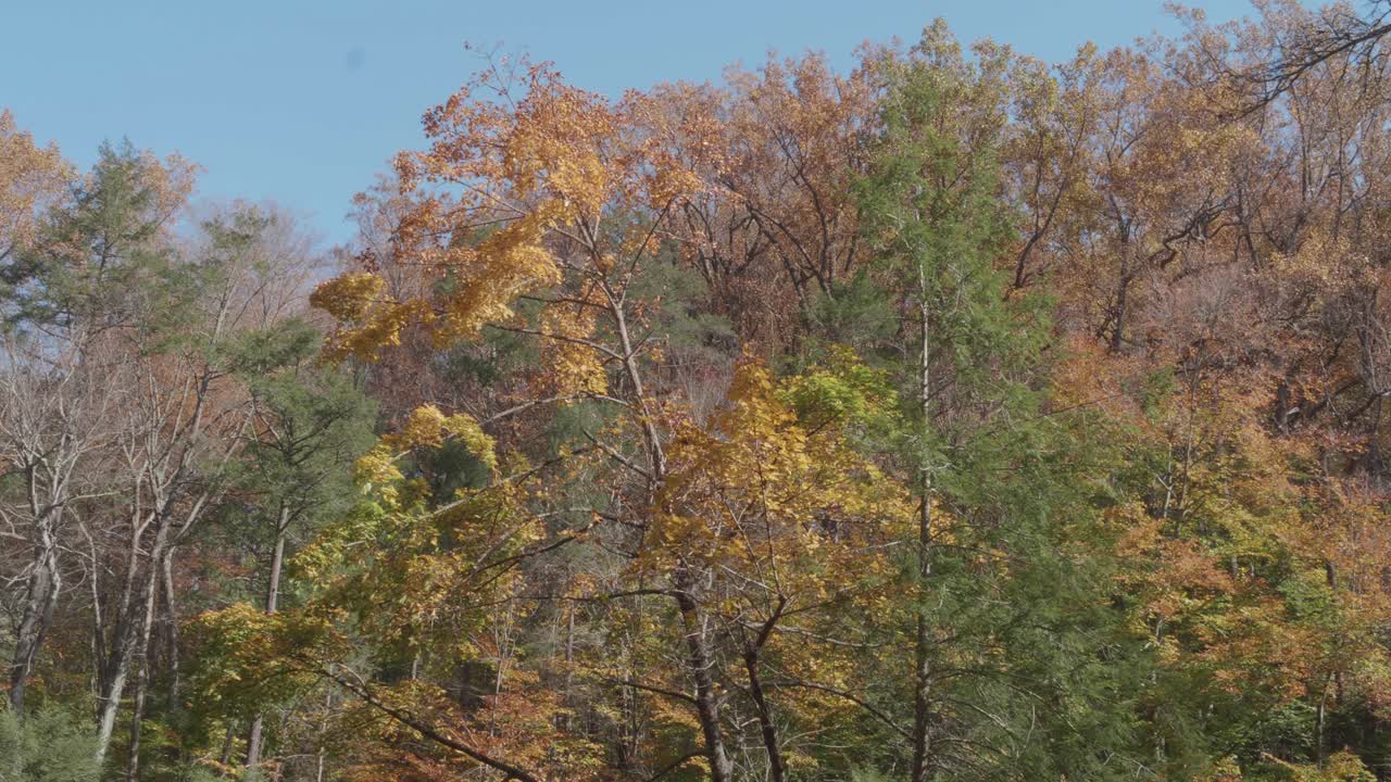 Sonbaharda Wissahickon Deresi boyunca uzanan ağaçlar