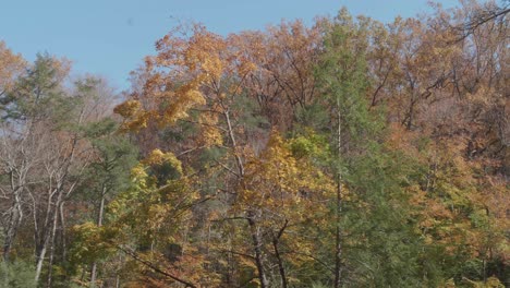 árboles a lo largo del arroyo wissahickon en otoño