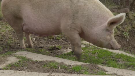 large fat white sow pig greedily eating short grass on village farm