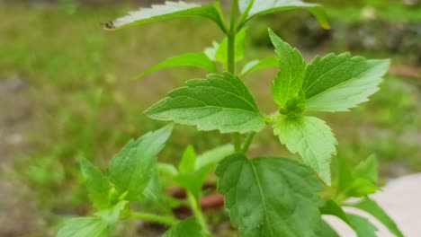 Nahaufnahme-Eines-Grünen-Blattes,-Das-Im-Wind-Im-Garten-Weht