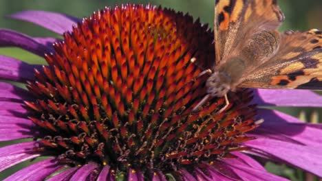 un primer plano extremo de una pequeña mariposa naranja de concha que recoge el néctar de la equinácea púrpura sobre fondo verde