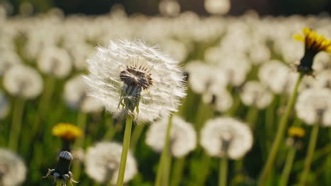 dandelion field in sunlight