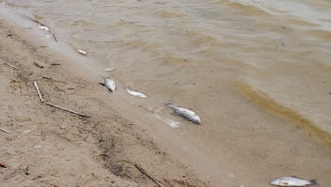 dead fish are swaying in the water at the edge of the lake