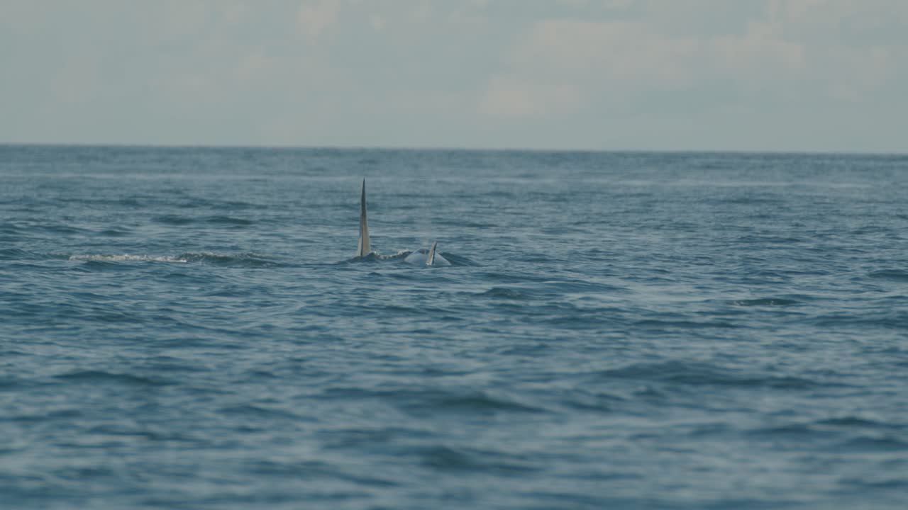 카메라에서 멀어지는 두 마리의 오카가 표면에 나타나는 트래킹  ⁇