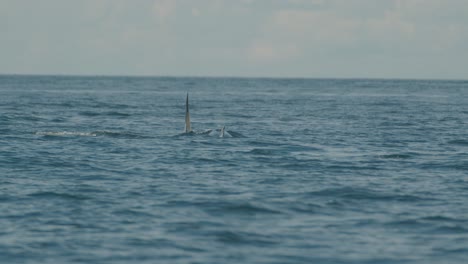 Tracking-shot-of-two-orcas-surfacing,-moving-away-from-camera