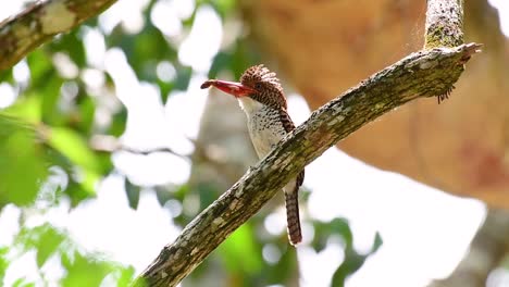 A-tree-kingfisher-and-one-of-the-most-beautiful-birds-found-in-Thailand-within-tropical-rain-forests