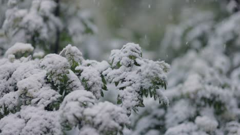 Snowfall-on-green-spring-leaves.-The-non-punishability-of-weather-and-climate-change-on-planet-earth.