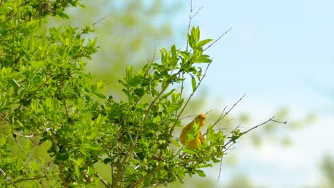 Medium shot of a yellow warbler on green branch foraging and searching for food while calling out on a bright sunny day