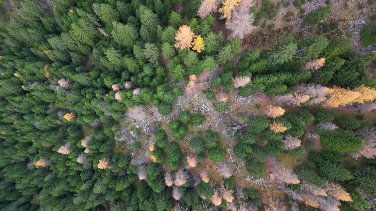 Stunning drone footage of an alpine valley in Autumn with different coloured trees and river flowing on the valley floor surrounded by snow dusted mountain peaks