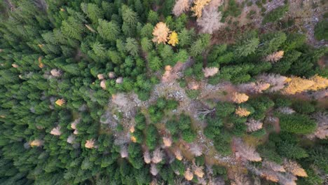 stunning drone footage of an alpine valley in autumn with different coloured trees and river flowing on the valley floor surrounded by snow dusted mountain peaks
