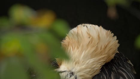 buitre barbudo arreglando sus plumas detrás de un hermoso follaje verde