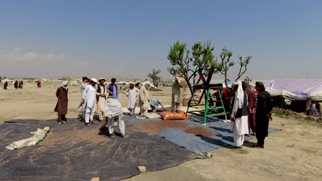 traditional chilgoza dusting practices