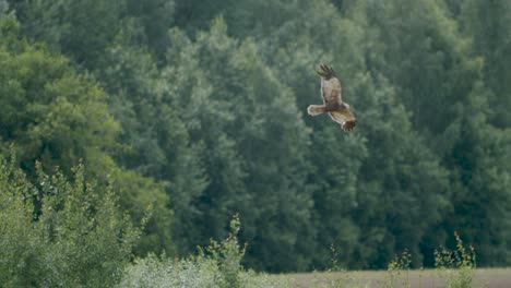 marsh harrier in flight over fields and bushes hunting pray