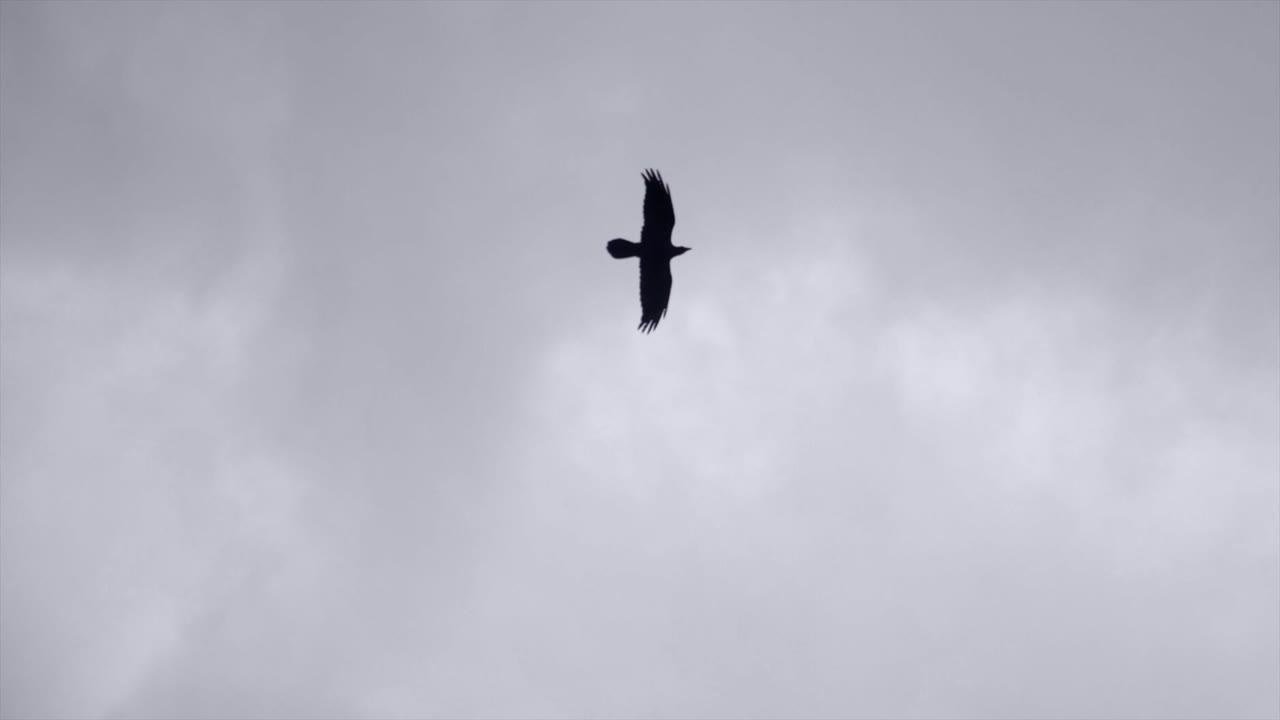 Looking Up On Bird Flying In The Sky On Overcast Day