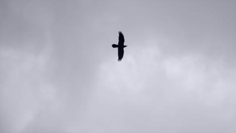 looking up on bird flying in the sky on overcast day