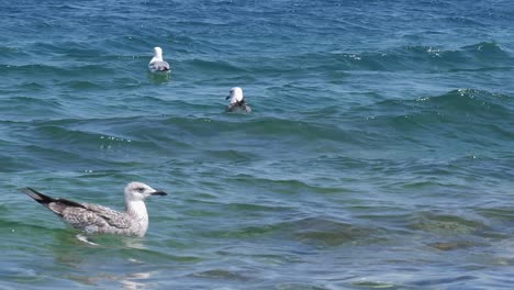 las gaviotas de lomo negro juveniles son una vista común a lo largo de la costa adriática cerca de postira
