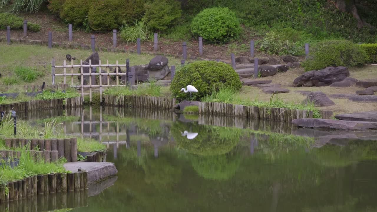 Beautiful Japanese landscape garden scenery with crane hunting for food