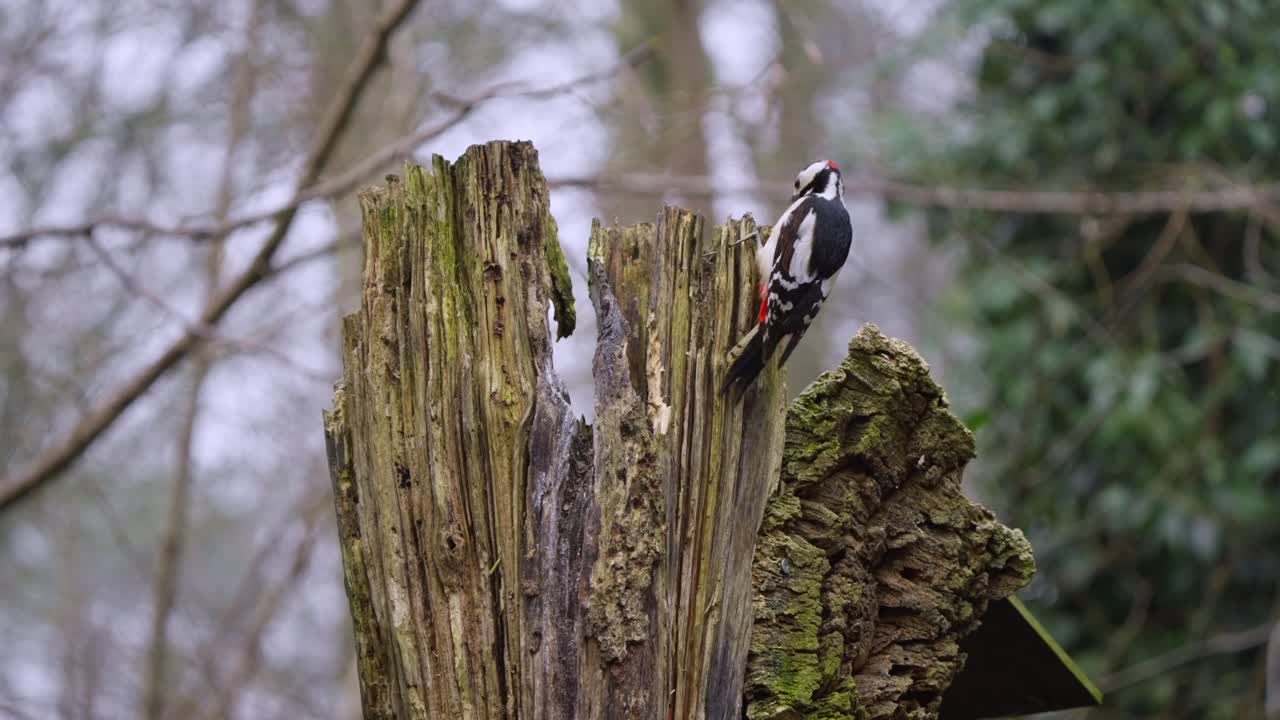 Woodpecker flicks head and adjusts claws while clinging to bark, alert and still in forest